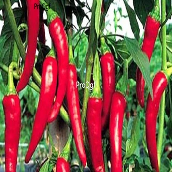 

Ngryise 8000Pcs A Set red long style Pepper