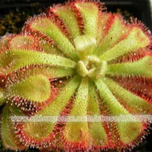 Горячая Распродажа 300 шт горшечные насекомоядные растения бонсай Dionaea muscipola гигантский зажим Венера Flytrap сад