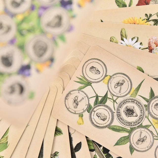 The Antique Anatomy Tarot Cards English Version 6