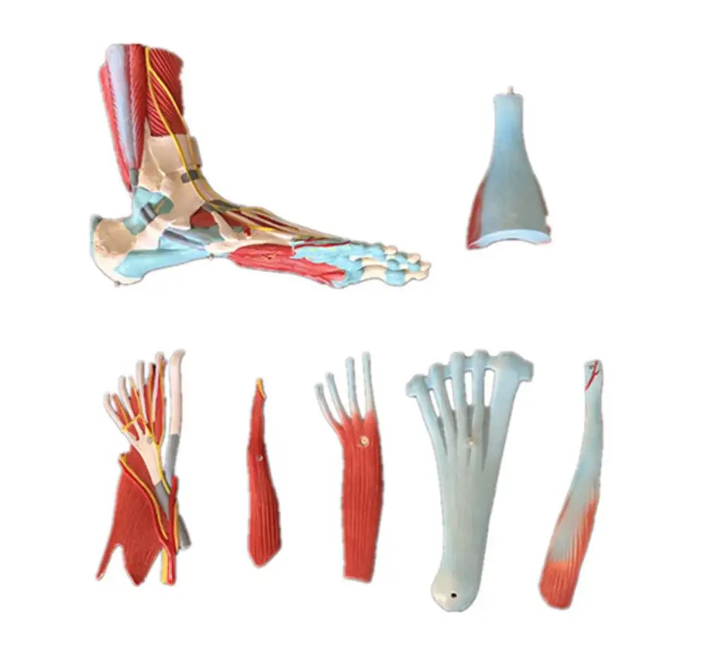 

medical human anatomy foot muscle model 7part