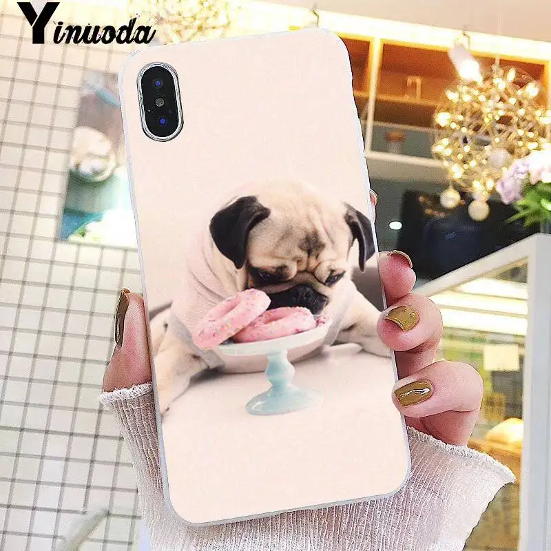 Animal Cute Pug Dog
