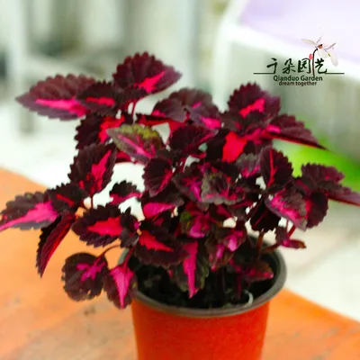 50 шт. свежий настоящий Plectranthus scutellarioides Лист S 1-25