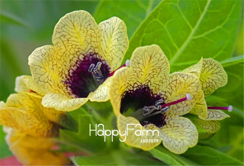 100 шт./упак. Горячая Распродажа! Растения henbane, завод Hyoscyamus Plantas растение бонсай в горшке цветок флореслинг для домашнего сада