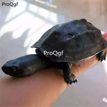 Ngryise 1 шт. набор настоящие маленькие Chinemys reevesii