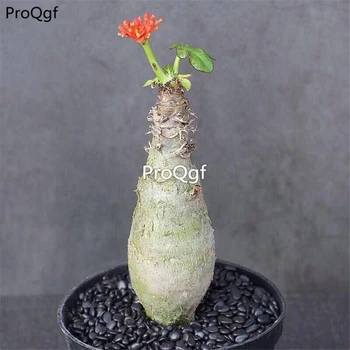 

Ngryise 3pcs A Set Jatropha podagrica