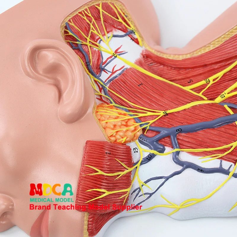 

Medicine Human Neck Anatomical Model Skull Superficial Neurovascular Muscle Skin Beauty Medical Use Mtg020
