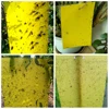 5pcs Two Face Paste Insect Board Double-sided Bug Fly Stickers Glue Board Adhesive Traps Yellow Sticky Insect Catcher Flycatcher ► Photo 3/6