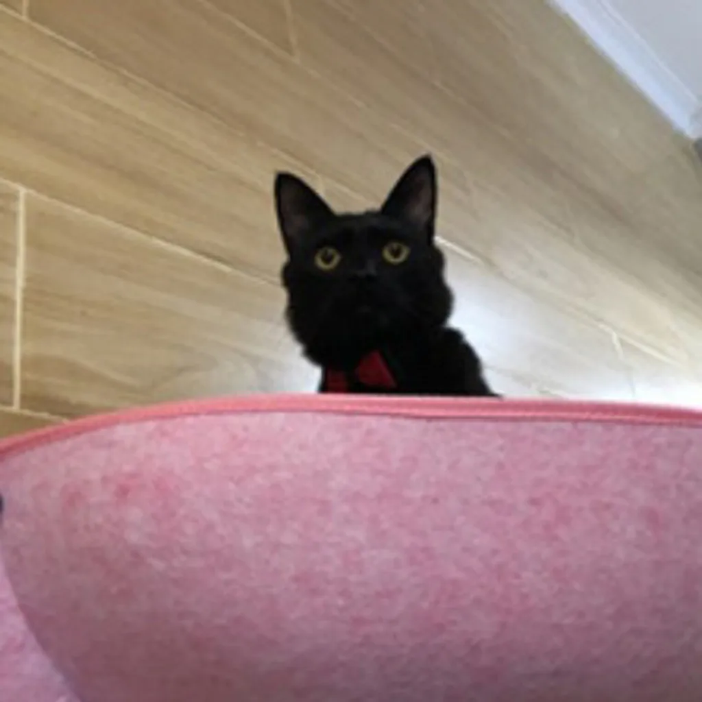 Присоска подоконник кошка собака спальный мешок Гамак Кошка окно Pod присоска Собаки домашнее животное глубокий сон кошка кровать окна кровать гнездо