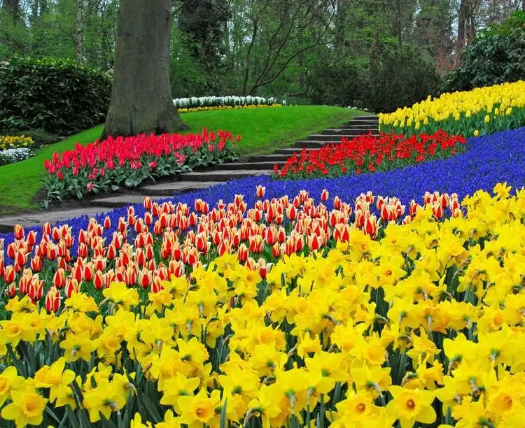 

Netherlands Tulips Bulbs Seeds(5 Bulbs) 10cm Circumference Potted Garden Flowers Seeds Plants