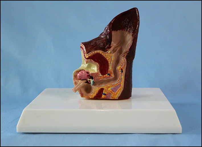 Dog Ear Anatomical Model Animal Veterinary Science Medical Teaching