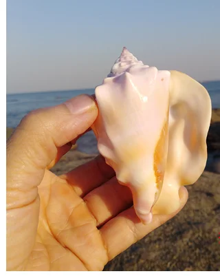 Натуральные раковины королева Феникс образцы Улитка Симпатичные buzios e conchas подарки