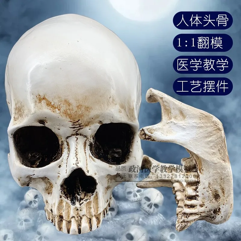 

1: 1 Bone Skull Anatomical Head gu yi for Human Muscle Resin Painted Skull Model Fine Art