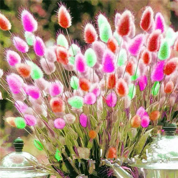 100-Pcs-Colorful-Fescue-Bonsai-Rabbit-Tails-Grass-Bonsai-Ornamental-Grasses-Bonsai-For-Home-Garden-Potted