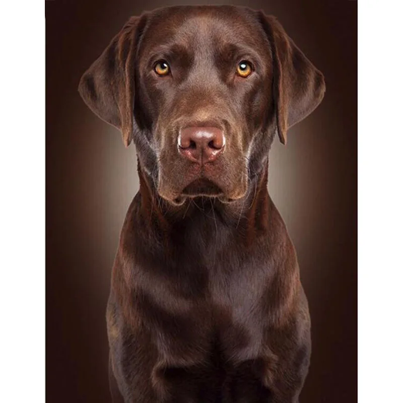 Complete Square/round 5d Diy Diamond Painting Labrador Retriever 3d