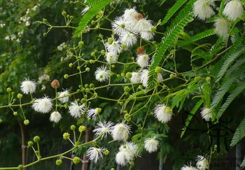 

Mimosa Sepiaria King of Hedges Le-Zi-Shu