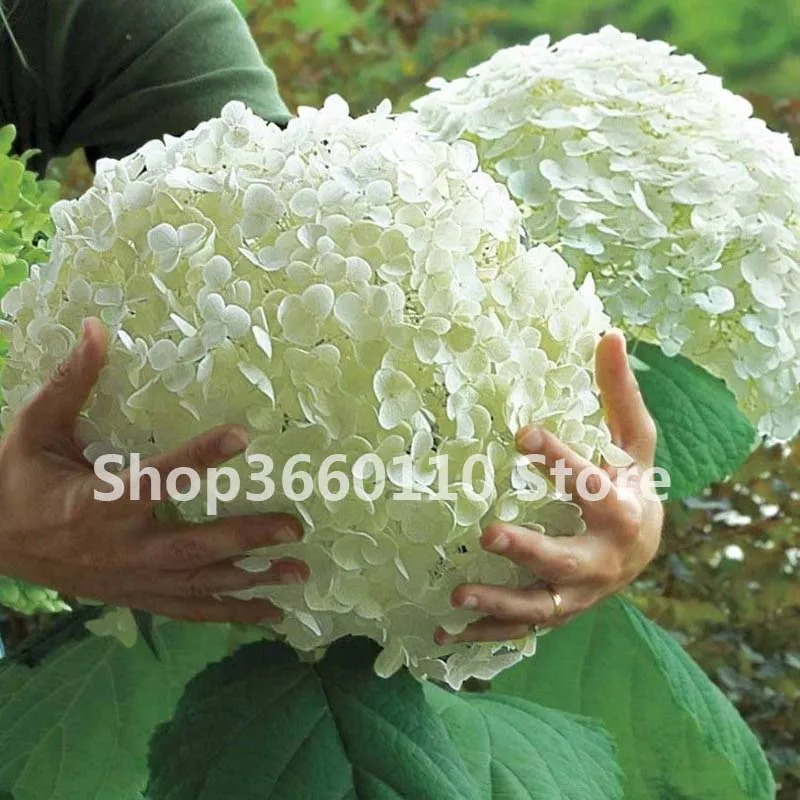

Bonsai 10 Pcs Multiple Color Choice Hydrangea Bonsai Perennial Flower Plant Hydrangea Balcony Ornamental Garden Decoration Plant