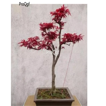 

Prodgf 1000Pcs A Set True Japanese Mini Maple