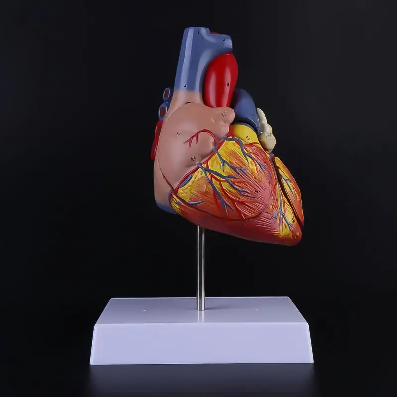Disassembled Anatomical Human Heart Model Anatomy Medical Viscera Organs Medical Teaching Resource Tool