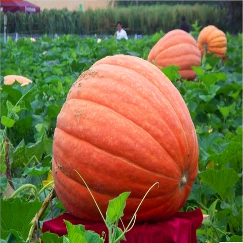 15g gibberellic acid ga3 90% Gibberellin