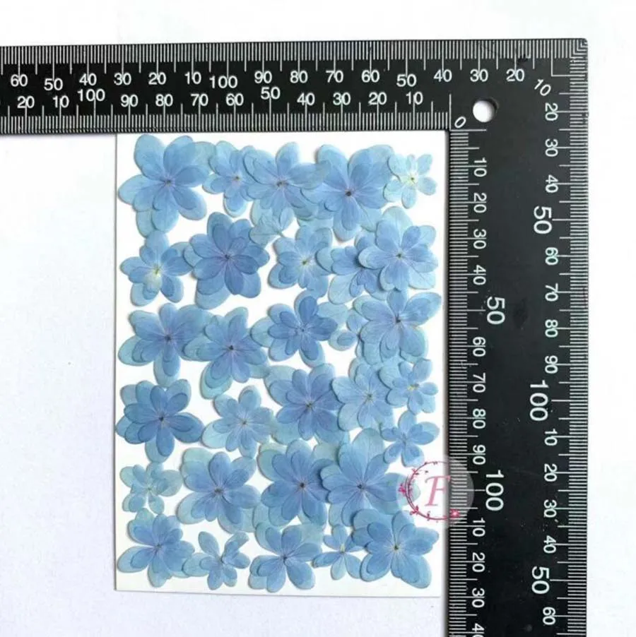 60 шт синий прессованный высушенный несколько лепестков гортензии цветок гербарий из растений для ювелирных открыток Закладка чехол для телефона ремесло DIY