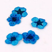 Маникюрные украшения, 12 цветов, сушеный цветок, изысканные аксессуары для ногтей, сушеные цветы, Модный благородный экологически чистый набор