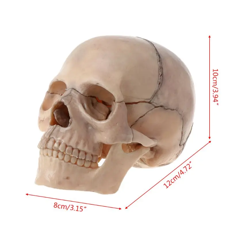 15 шт./компл. 4D разобранный череп анатомический модель съемный медицинский обучающий инструмент