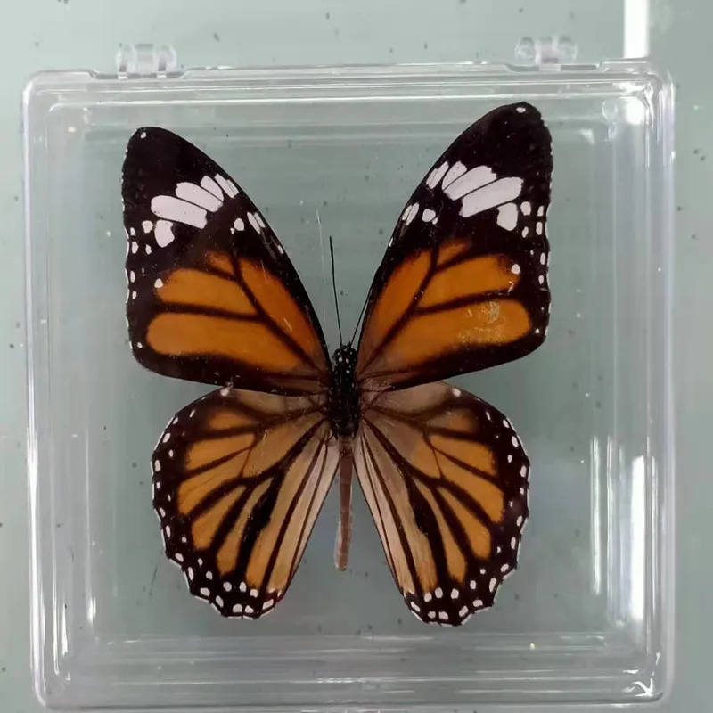 1PCS Natural Real Butterfly Specimen box Colorful Mixed Pretty Butterfly Education Teaching Home Decor Artwork Material gift DIY 4