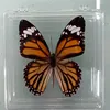 1PCS Natural Real Butterfly Specimen box Colorful Mixed Pretty Butterfly Education Teaching Home Decor Artwork Material gift DIY 4