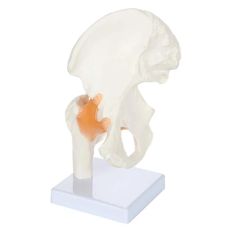 Human Hip Joint Anatomy Model with Flexible Ligaments Medical Science Teaching Resources