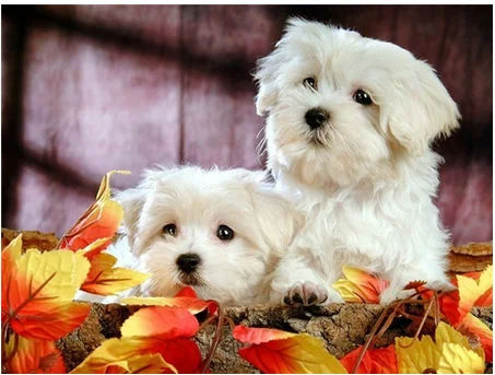 5D DIY Diamond Painting Flowers cute dog Animal Diamond Picture Full Round drill Embroidery Diamond Cross stitch Home decoration - Color: Other