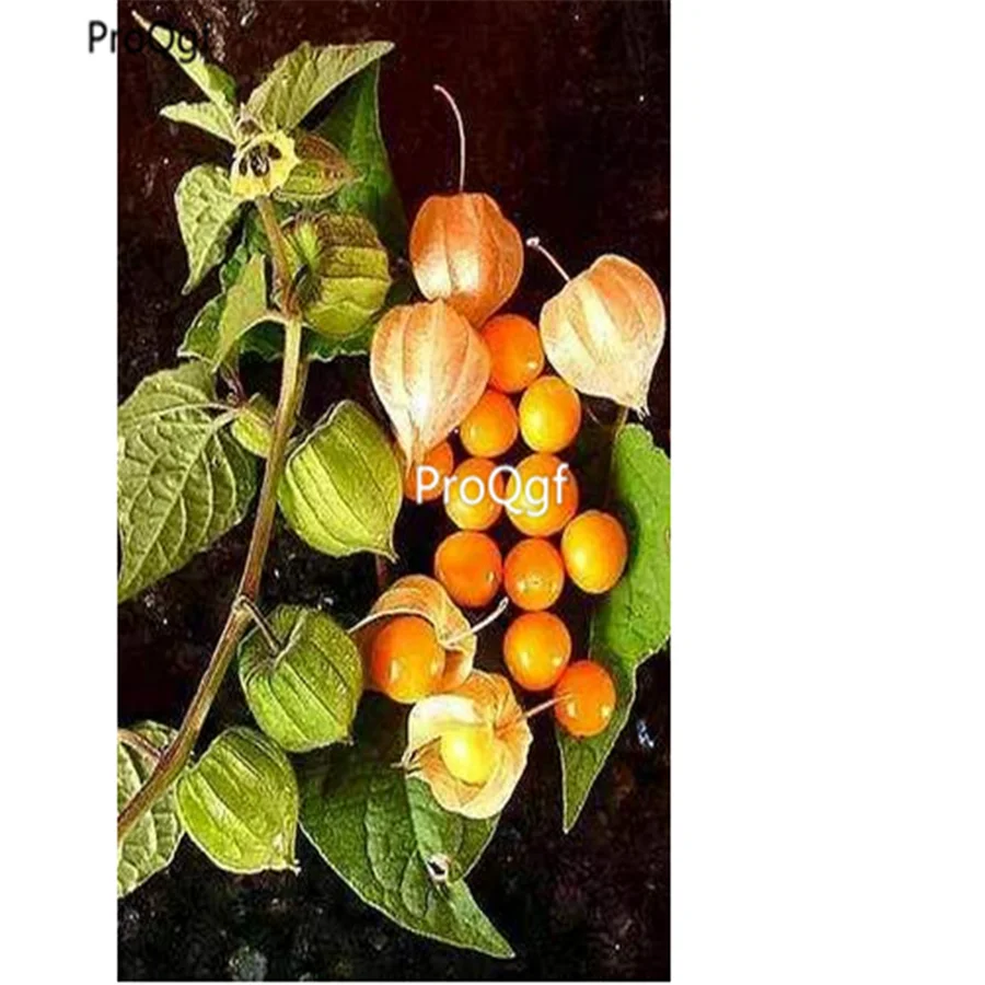 Ngryise 3000 шт набор Physalis Peruviana