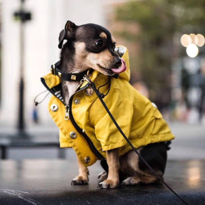 casacos e jaquetas para cães