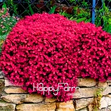 100 шт./пакет лучшее предложение! Rock Cress растения, почвопокровные растения, многолетнее растение наземного покрова цветок для украшения сада бонсай