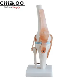 

Medical Anatomy Life Size Human Knee Joint Anatomical Model
