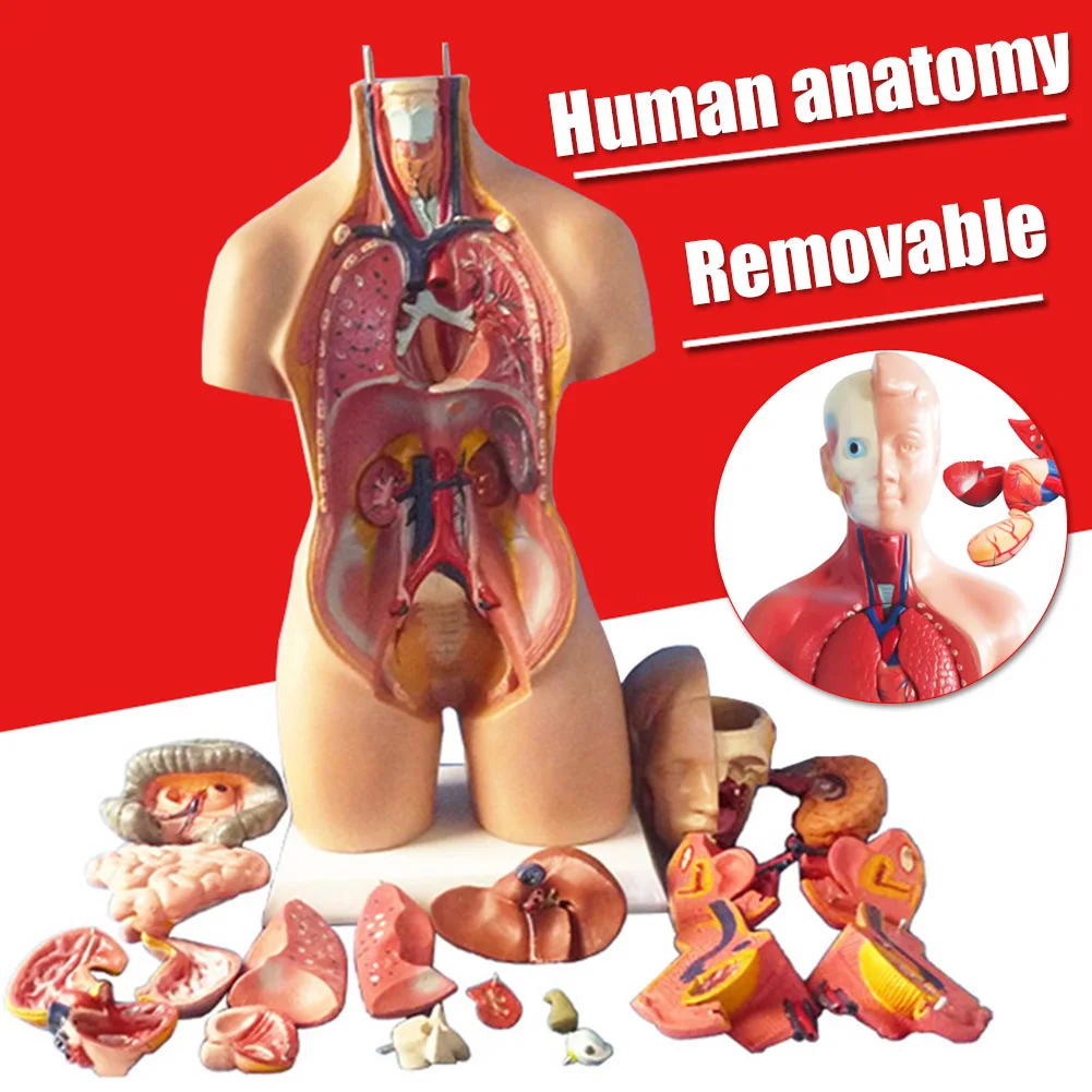 1Set 4D Anatomical Assembly Model Of Human Organs Home Room DIY Decoration Accessories Ornament Small Size