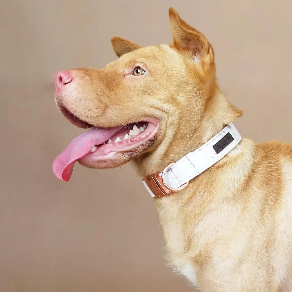 

ALLIVA retailing handmake Pu high quality adjustable dog collars and leashes The Marble CBA001