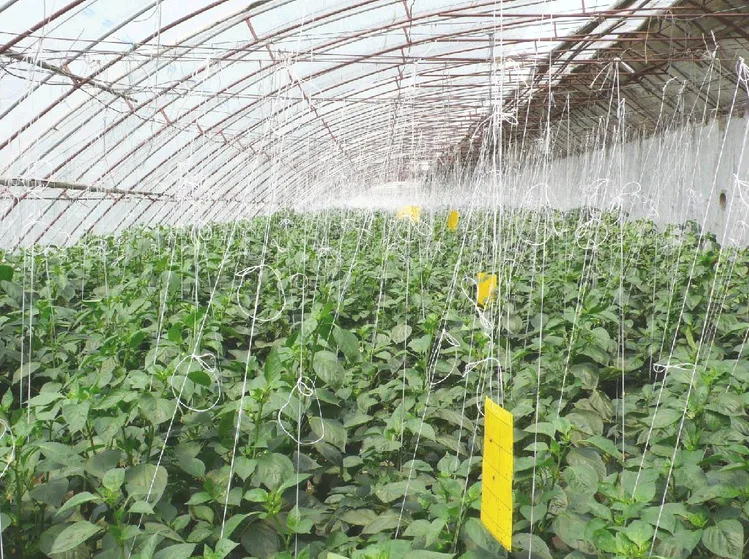 Sticky Card, Agriculture, Greenhouse Only Yellow Sticky Card 20X25