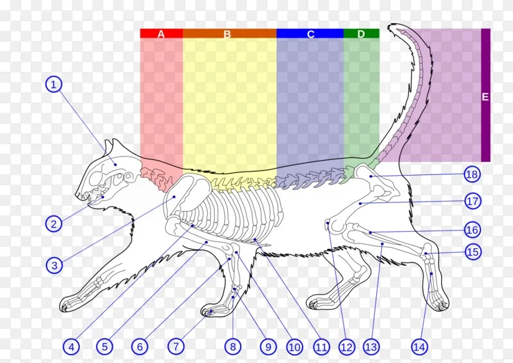 野猫猫科猫解剖 猫png图片素材免费下载 图片编号 Png素材网