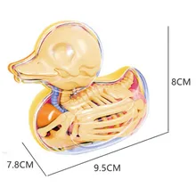 4D мастер-артист Джейсон Фрей Обучающие собранные игрушки утенок прозрачная кость анатомическая модель