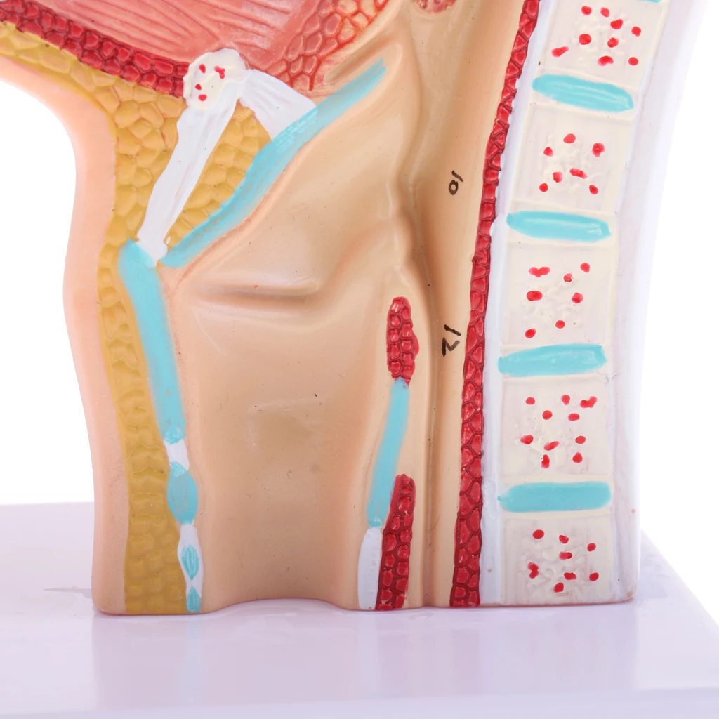 1:1 Human Nasal Cavity Throat Anatomy Model for School Anatomical Study, Lab Demonstration Models