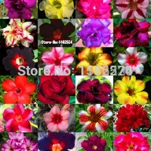 20 шт. свежий настоящий адениум Obesum ОО-пустынный цветок розы F Oosementes