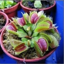 Горячая Распродажа 200 шт насекомоядные растения в горшках бонсай Dionaea muscipola гигантский зажим Венера Flytrap сад