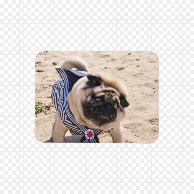 帕格犬繁殖玩具狗鼻子水手 帕格水彩画png图片素材免费下载 图片编号 Png素材网