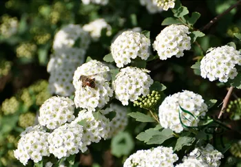 

Spiraea Cantoniensis Reeve's Spirea Ma-Ye Xiu-Xian-Ju
