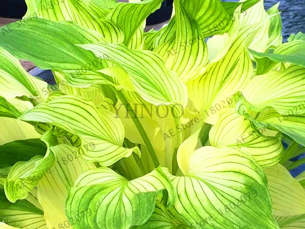 Новинка! 100 шт Hosta flores ароматный подорожник Лилия бонсай многолетние Цветочные плантации для дома и сада покрытие земли драгоценные hos
