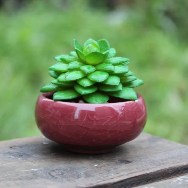 

1PCS Ice-Crack Glaze 7 Color Flower Ceramics For Home Office Decoration Succulent Fleshy Plant Mini Pot Garden Flowerpot