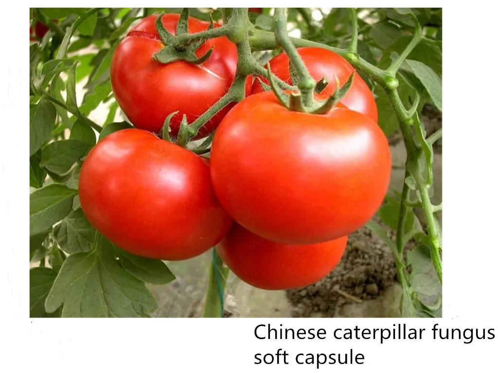 

100 pcs of lycopene enhances resistance, prevents colds and promotes pregnancy, improves skin aging and age spots