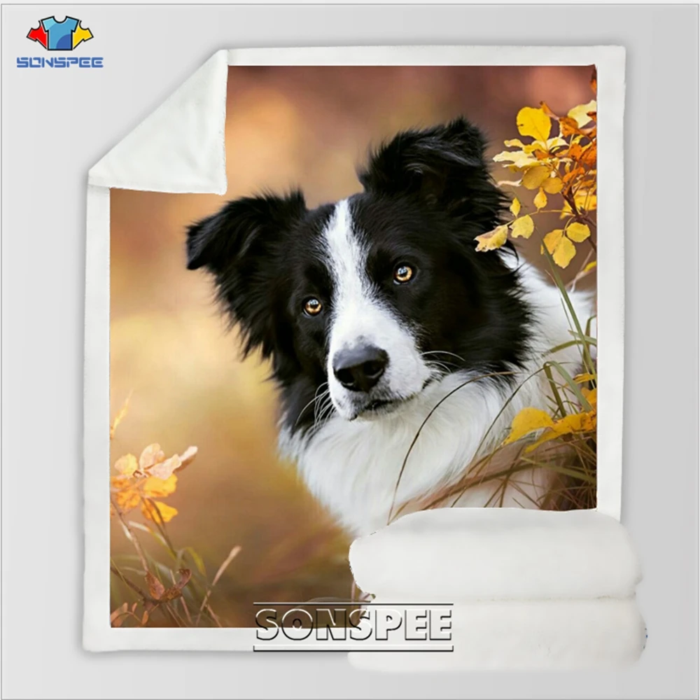 Border Collie 16