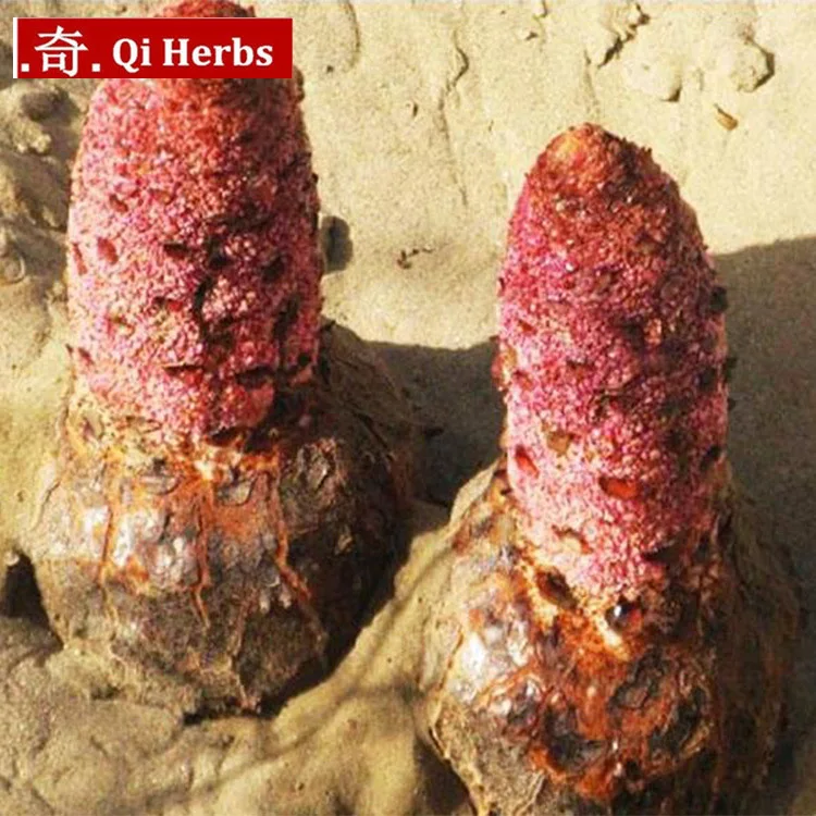 100% натуральный тоник дикий Тибет Herba Cynomorium SuoYang сексуальное здоровье| |