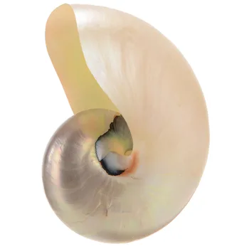 

Natural Conch Shell Fluorescent Home Desk Ornament Fish Tank Decoration Accessories